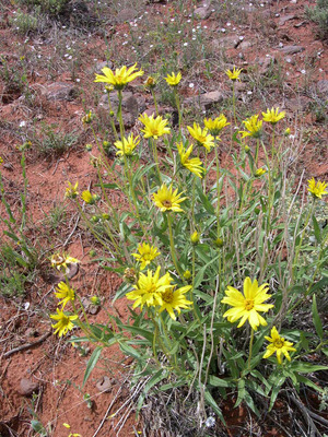 Helianthus cusickii