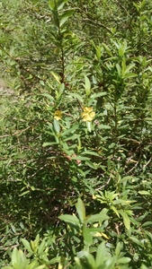 Heimia salicifolia - Sun Opener 