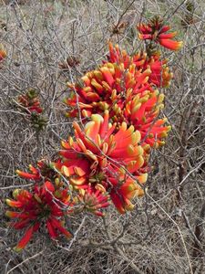 Erythrina acanthocarpa