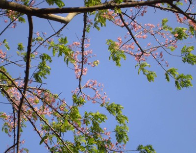 Cassia grandis