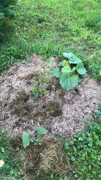 Mulberry tree put on some solid growth earlier this summer. Squash are up and crawling. Echinacea didn't make it, but I have new seedlings ready to go any day.