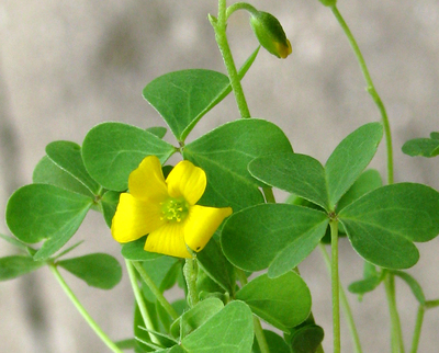 Oxalis stricta