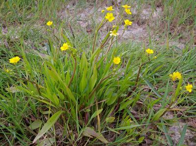 Ranunculus flammula