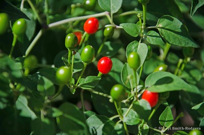 Pequin chili