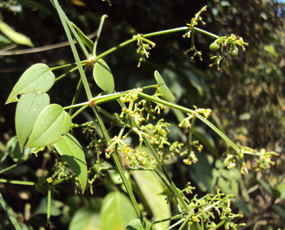 Rubia cordifolia