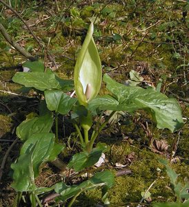 Cuckoo Pint