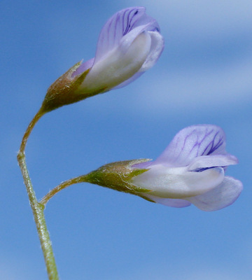 Vicia tetrasperma