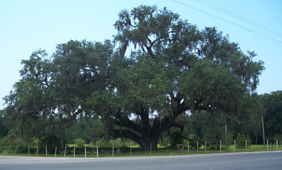 Quercus virginiana