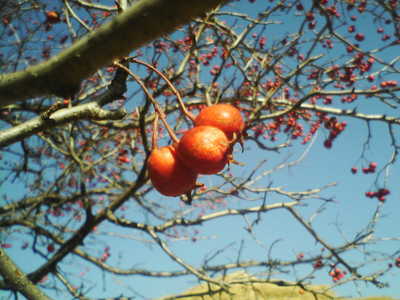 Crataegus pinnatifida