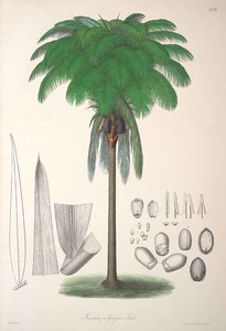 Pataua Palm Bataua