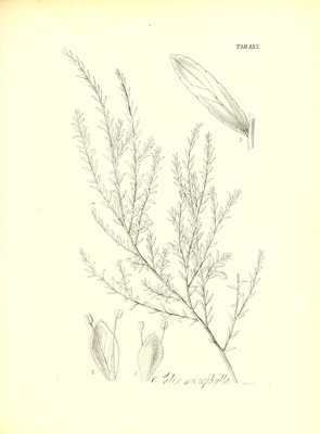 Salix taxifolia