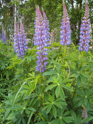 Lupinus polyphyllus