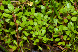 Water Purslane