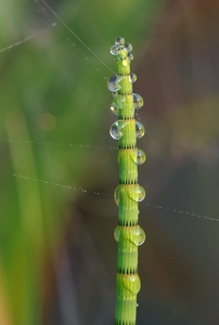 Swamp Horsetail