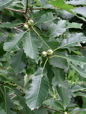 Quercus muehlenbergii