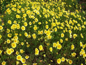 Coastal Tidytips