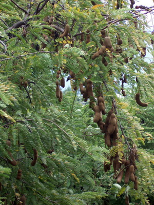 Tamarindus indica