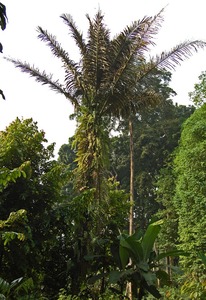 Solitary Sugar Palm