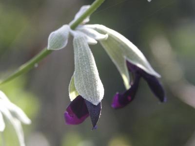 blooming Salvia discolor