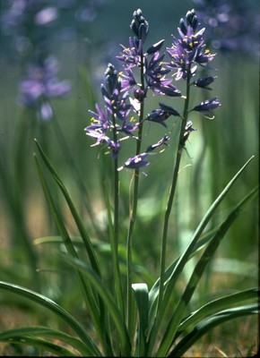 Camassia quamash