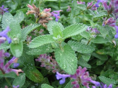 Closeup of a catnip leaf sourounded by purple flowers.