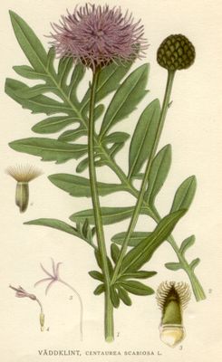 Centaurea scabiosa