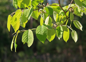 Downy Serviceberry