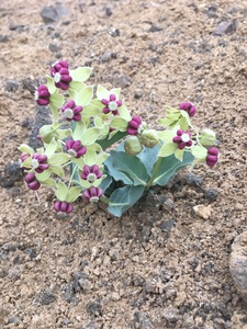 Jewel Milkweed