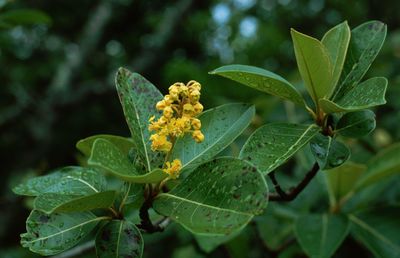 Byrsonima crassifolia