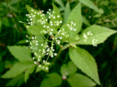 Cryptotaenia canadensis