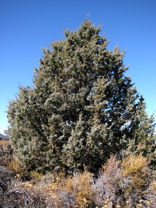 Western Juniper