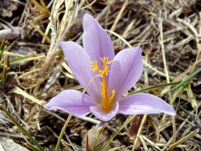 Crocus serotinus