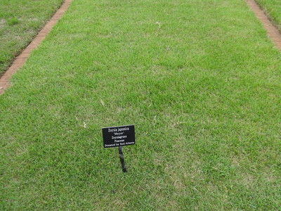 Zoysia japonica