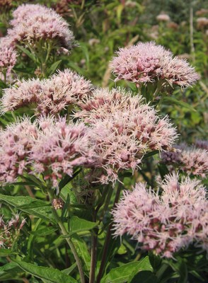 Eupatorium cannabinum