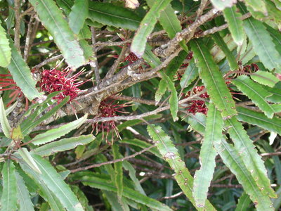 Knightia excelsa