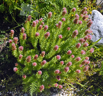 Rhodiola rhodantha