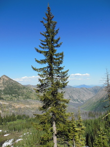 Mountain Spruce