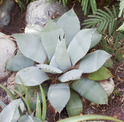 Agave parryi