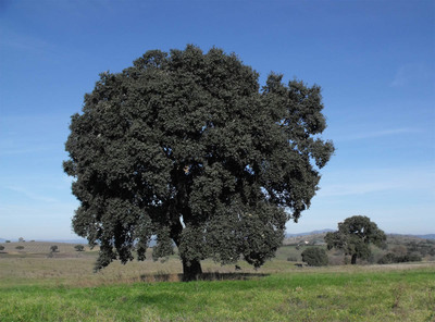 Quercus suber