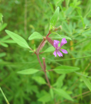 Cuphea viscosissima