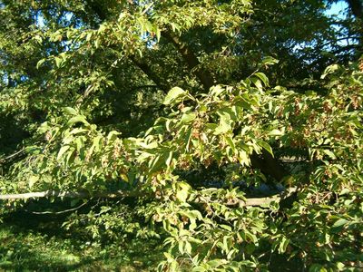 Ostrya carpinifolia