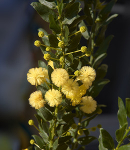 Kangaroo Thorn