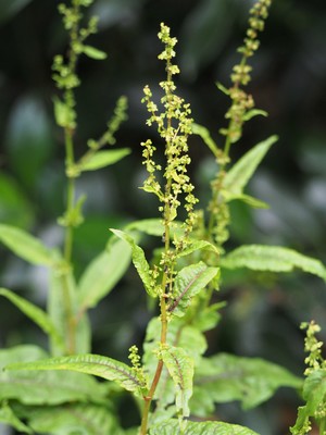 Rumex sanguineus