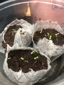 Yarrow popped up after only 2 days. 