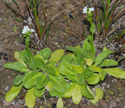 Samolus valerandi