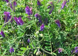 Large Russian Vetch