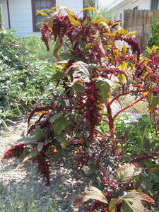 Hopi Red Dye Amaranth