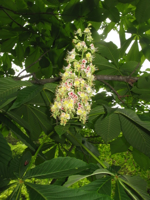 Aesculus turbinata