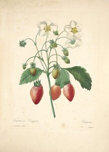 Alpine Strawberry