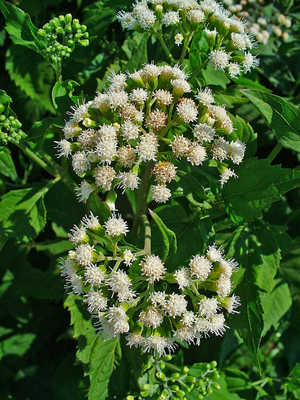 Ageratina aromatica